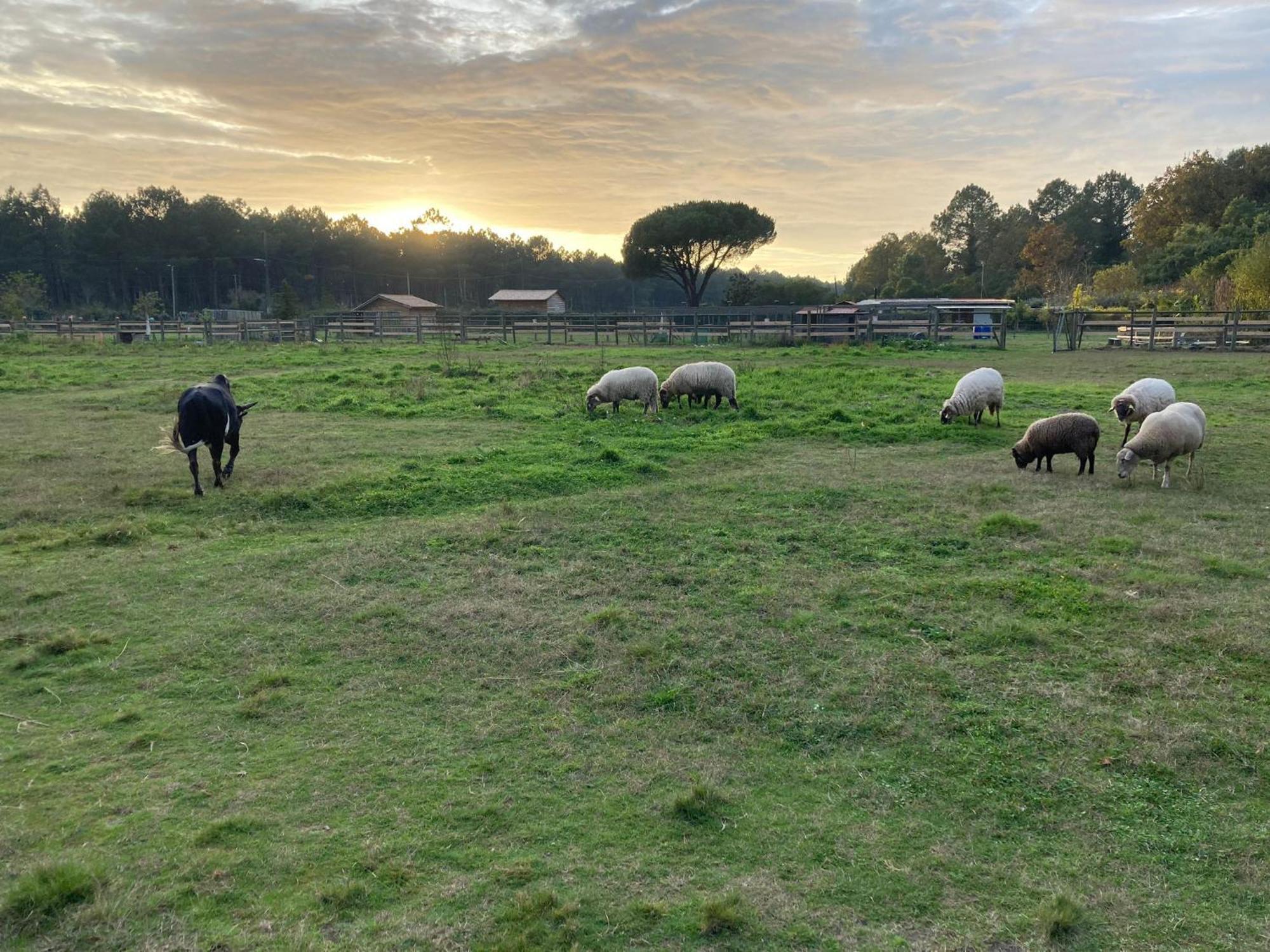Gite - La Ferme A La Plage Le Porge Kültér fotó
